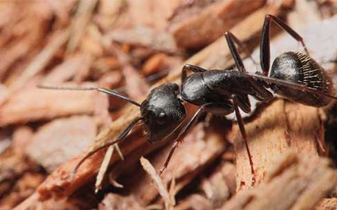 Carpenter Ant Season