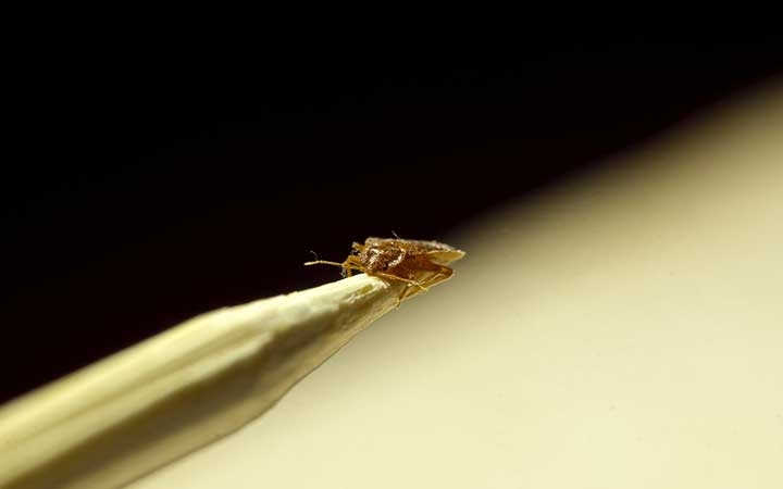 Bed Bugs