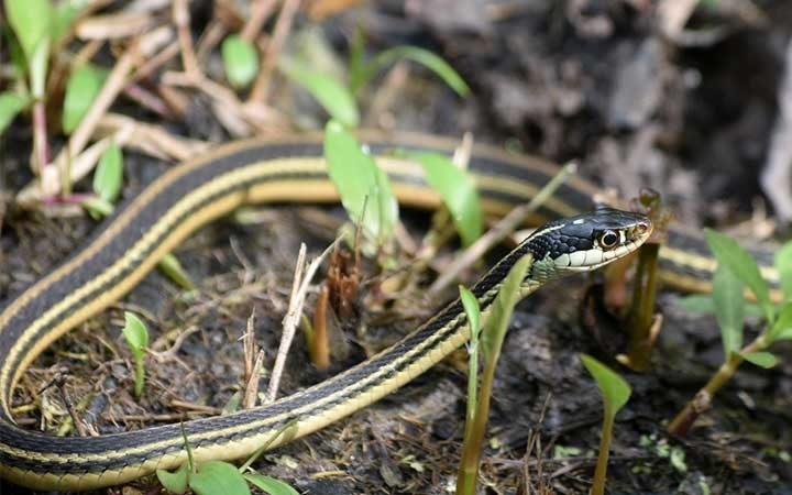 Garter Snakes