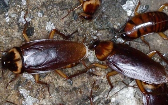 Carpenter Ants